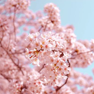 Media cherry blossoms thumbnail 400